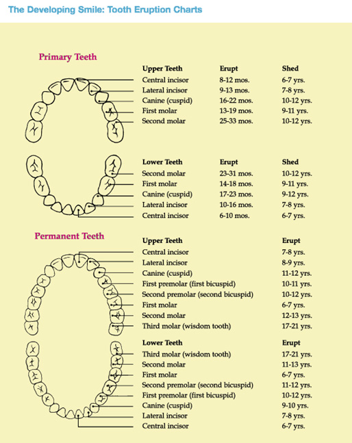 toothChart